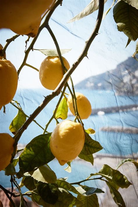 lemoncam italy|The Amalfi Coast and Its Exquisite Lemons .